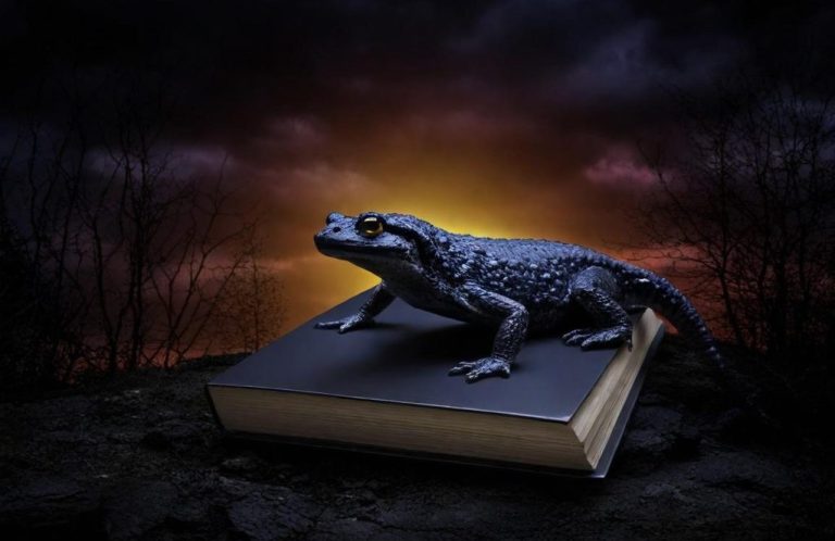 Auf einem geschlossenen Buch vor einem orangefarbenen Sonnenuntergang sitzt ein schwarzer Salamander.