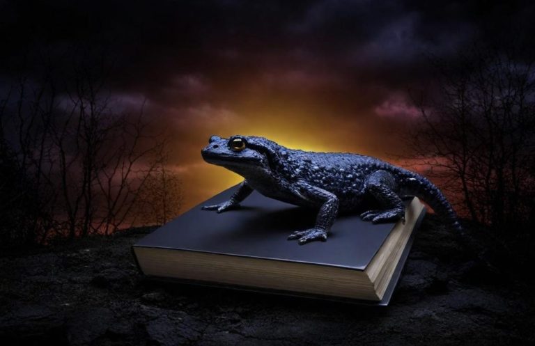 Ein schwarzer Salamander sitzt beim Abenduntergang auf einem geschlossenen Buch.