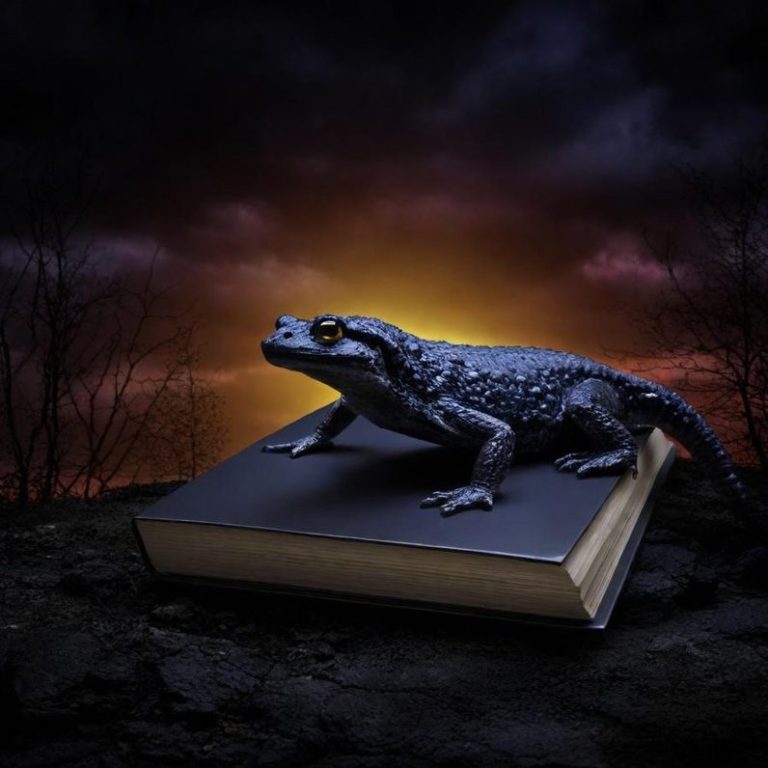 Ein schwarzer Salamander sitzt auf einem geschlossenen Buch vor einem orangefarbenen Sonnenuntergang.